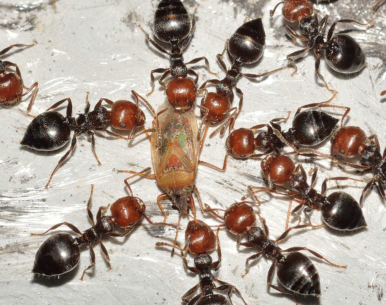 Top 10 Fun Facts About Ants: The Tiny Titans of Nature