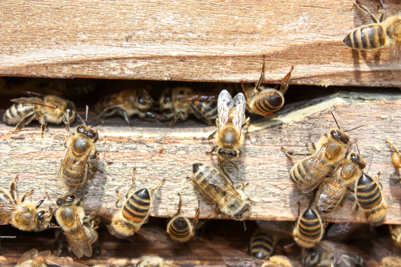 10 Fascinating Facts About Bees: The Unsung Heroes of Our Ecosystem