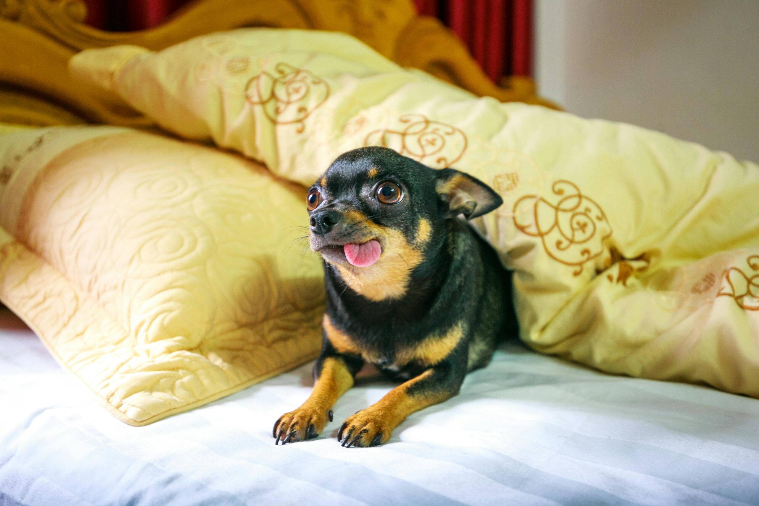 Top 10 Dog Beds on Amazon Canada