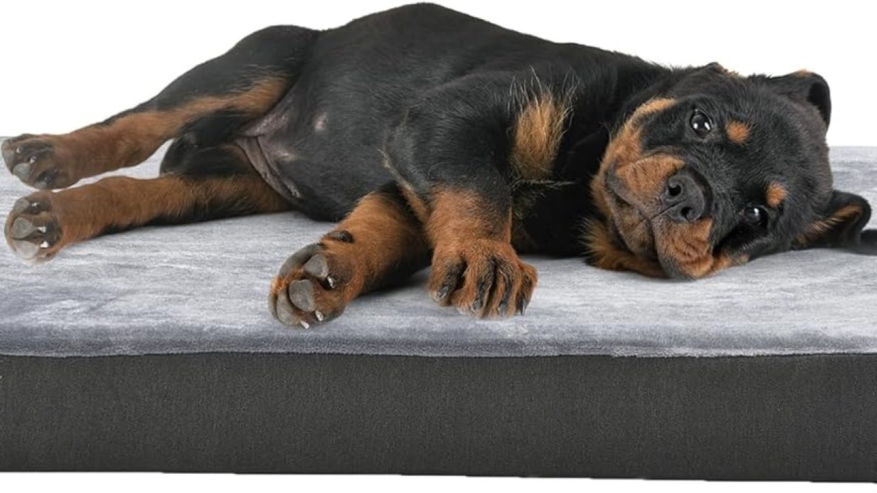 bed 10 bed 10
